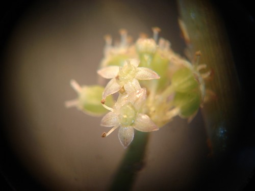 floating marsh pennywort
