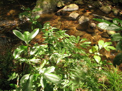 Mouriri myrtilloides