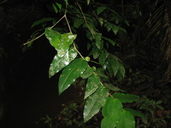 Mouriri myrtilloides
