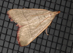Hypsopygia albidalis