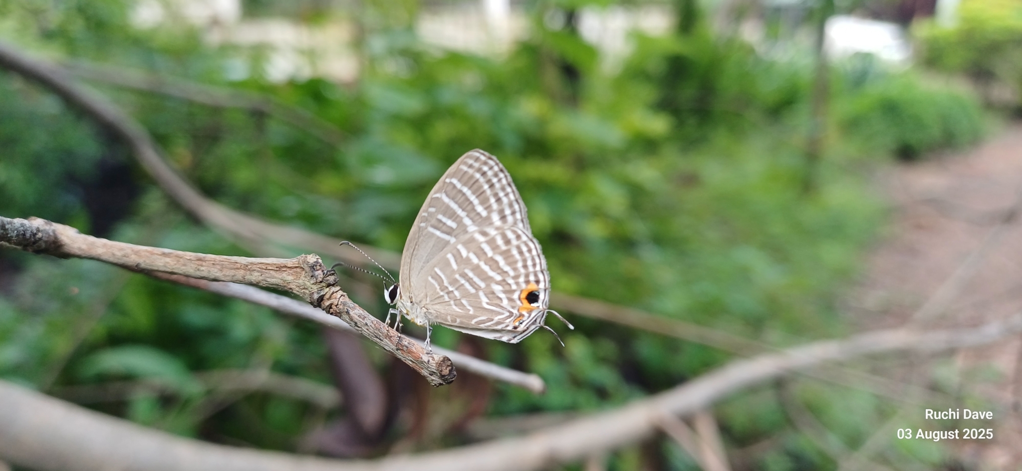 Common Cerulean