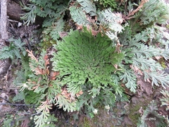 Selaginella gypsophila