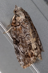 Etanna clopaea