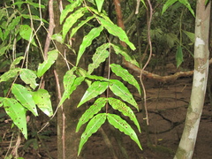 Mouriri myrtilloides