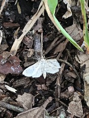 Parapoynx allionealis