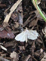 Parapoynx allionealis