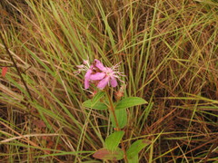 Tibouchina aspera