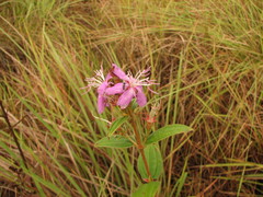 Tibouchina aspera