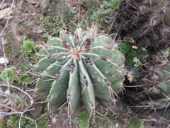Ferocactus echidne