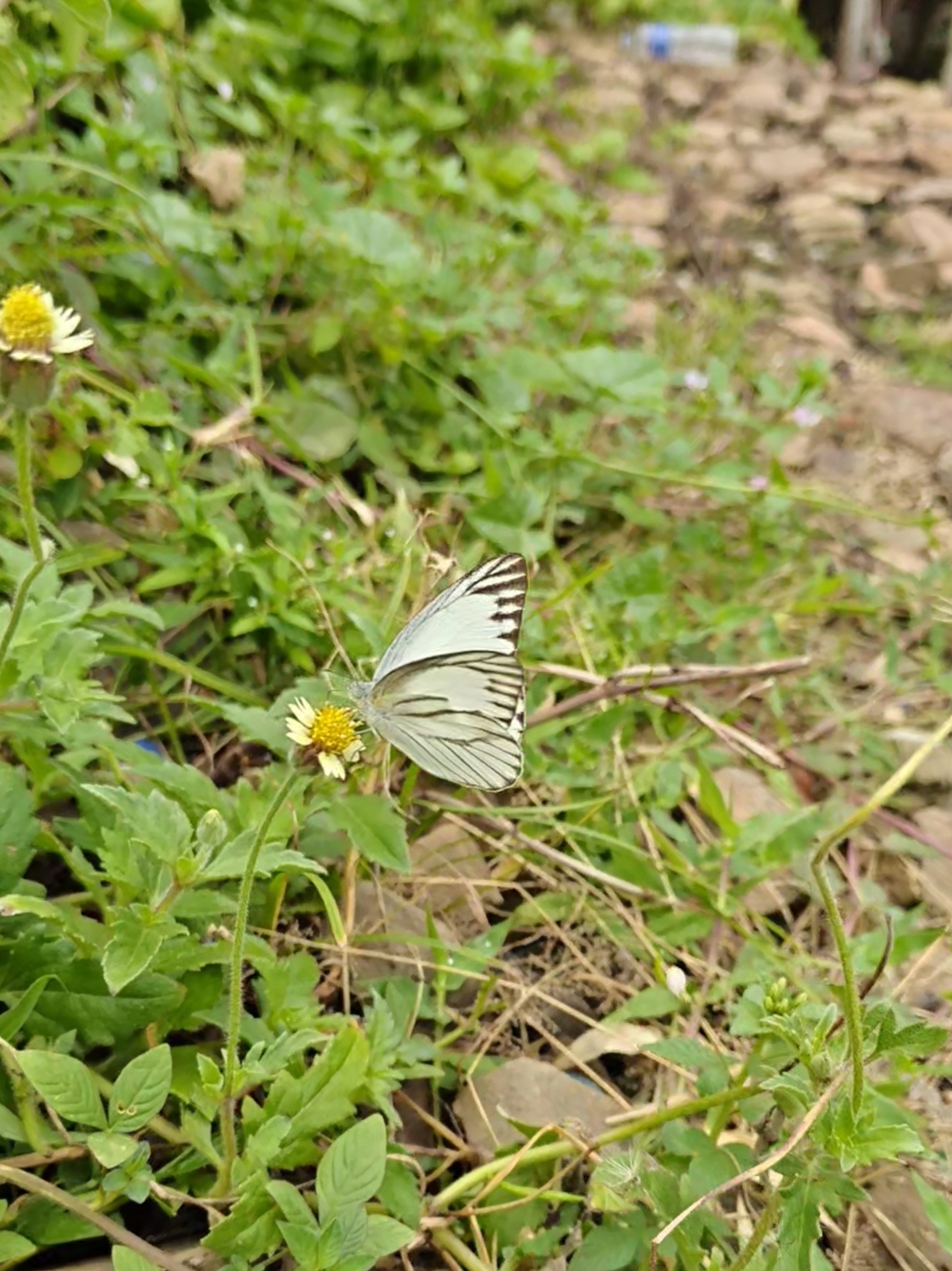 Striped Albatross