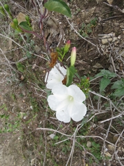 Ipomoea batatoides