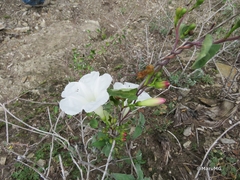Ipomoea batatoides