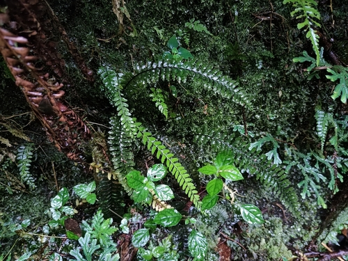 Hymenasplenium obliquissimum iNat (1)