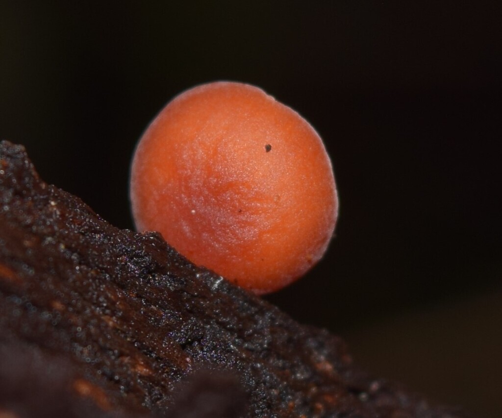 Omphalina wellingtonensis · August 2025 · photo: © davidwhyte (iNaturalist, cc-by-sa)