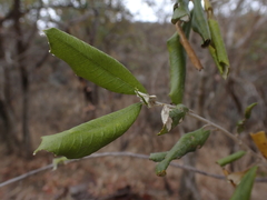 Brachylaena huillensis, photograph (c) Andrew Hankey, some rights reserved (CC BY-SA)