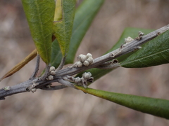 Brachylaena huillensis, photograph (c) Andrew Hankey, some rights reserved (CC BY-SA)