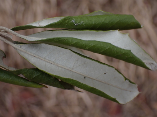 Brachylaena huillensis, photograph 6