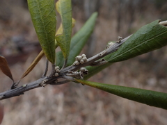 Brachylaena huillensis, photograph (c) Andrew Hankey, some rights reserved (CC BY-SA)