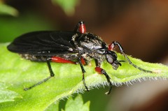Bibio femoratus