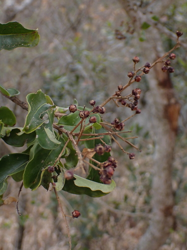 Brittle-Leaf (Galpinia transvaalica)