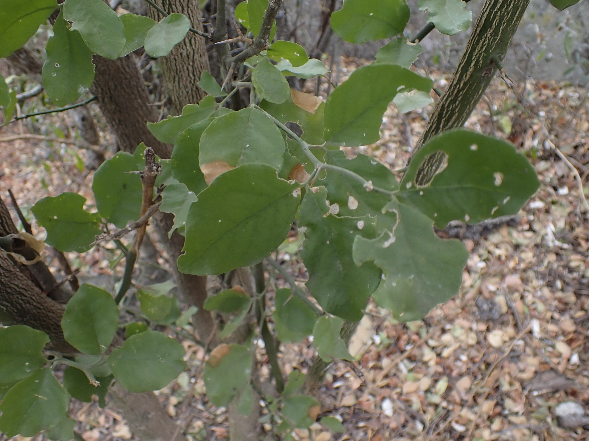Greenthorn (Balanites maughamii)