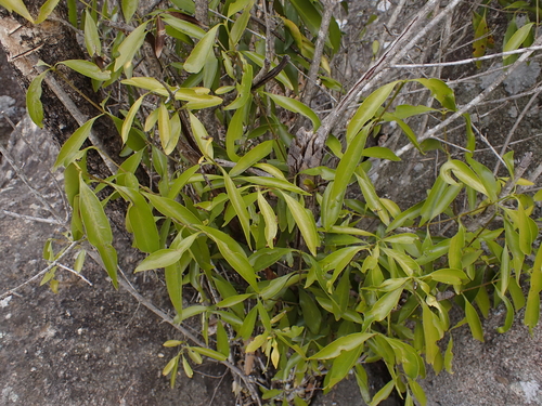 narrow-leaved butterspoon (Coptosperma supra)