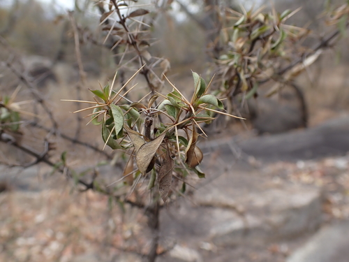Barleria rotundifolia, photograph 2