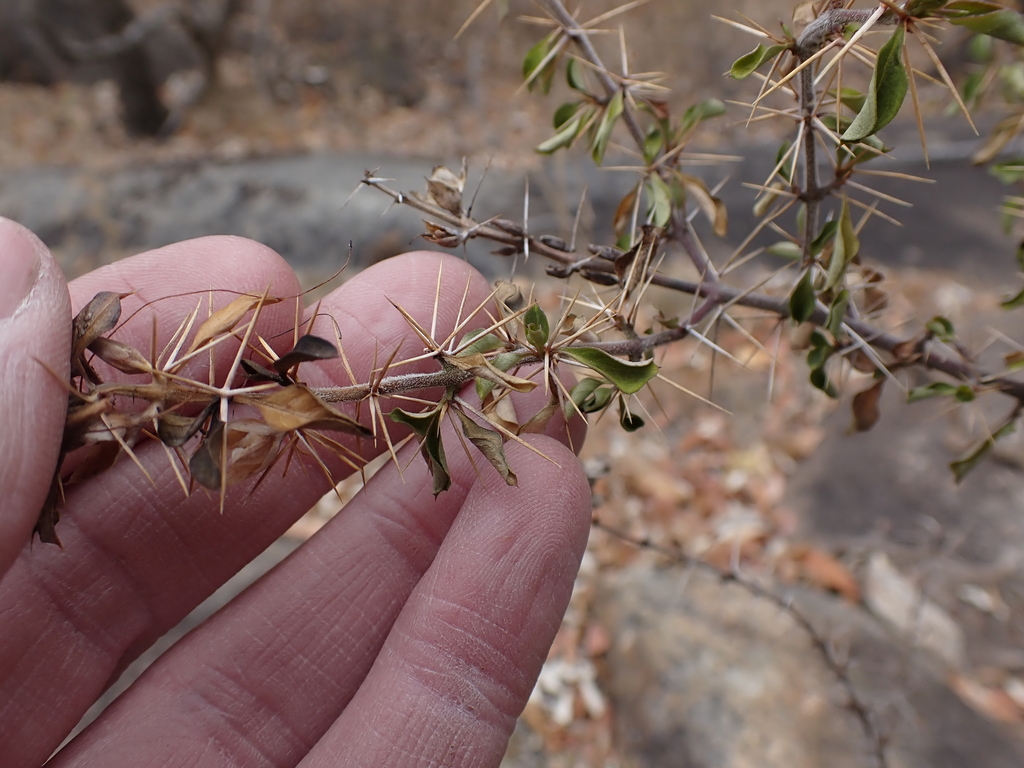 Barleria rotundifolia; photograph (c) Andrew Hankey, some rights reserved (CC BY-SA)