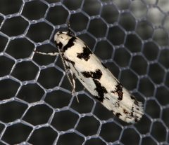 Lichenaula calligrapha