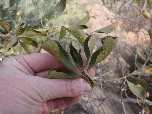 Lebombo Clusterleaf (Terminalia phanerophlebia)