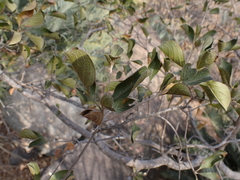 Terminalia phanerophlebia, photograph (c) Andrew Hankey, some rights reserved (CC BY-SA)