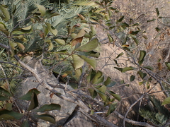 Terminalia phanerophlebia, photograph (c) Andrew Hankey, some rights reserved (CC BY-SA)