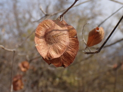 Terminalia phanerophlebia, photograph (c) Andrew Hankey, some rights reserved (CC BY-SA)