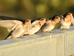 Hirundo neoxena