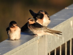 Hirundo neoxena