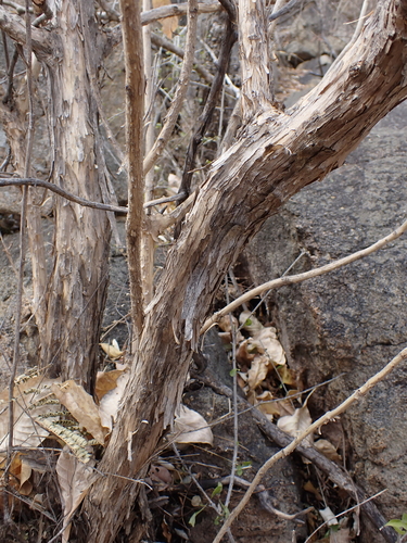 Broad-Leaved Brides (Pavetta eylesii)
