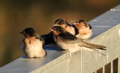 Hirundo neoxena