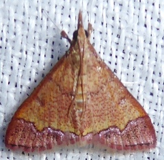 Odontiinae