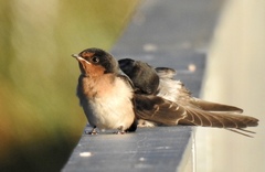 Hirundo neoxena