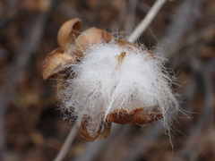 Ipomoea albivenia, photograph (c) Andrew Hankey, some rights reserved (CC BY-SA)