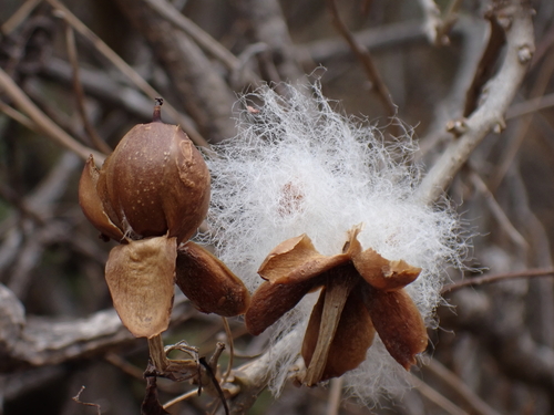 Ipomoea albivenia, photograph 6