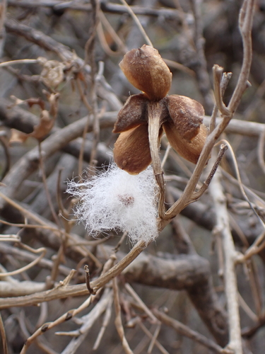 Ipomoea albivenia, photograph 5