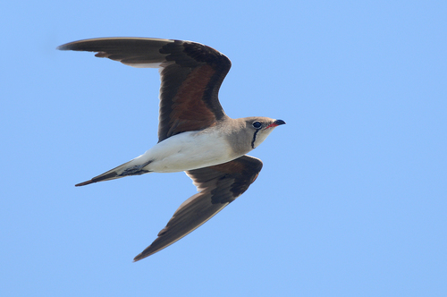 Collared Pratincole