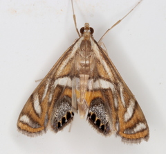 Margarosticha euprepialis
