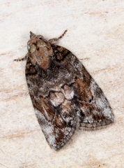 Etanna clopaea