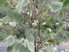 Ayenia grisea