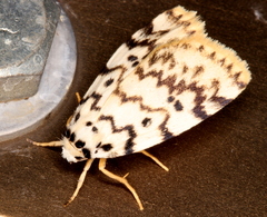 Hectobrocha pentacyma