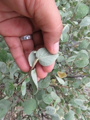 Ayenia grisea