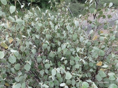 Ayenia grisea