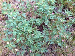 Acmispon parviflorus